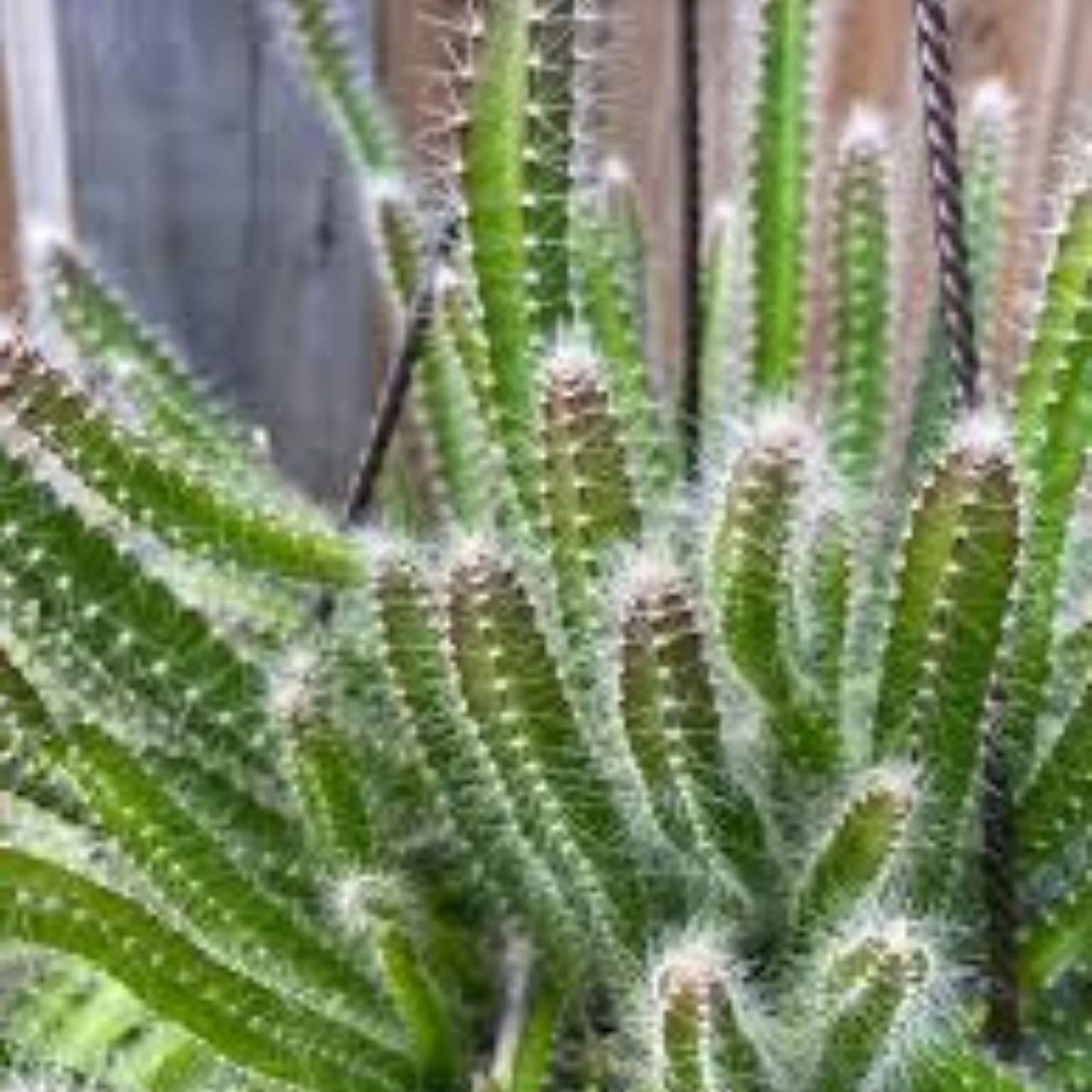 Medusa Dog Tail Cactus Cuttings - Serpentine Variety - Succulent Garden Plant - Good Vibes - Echinocereus triglochidiatus