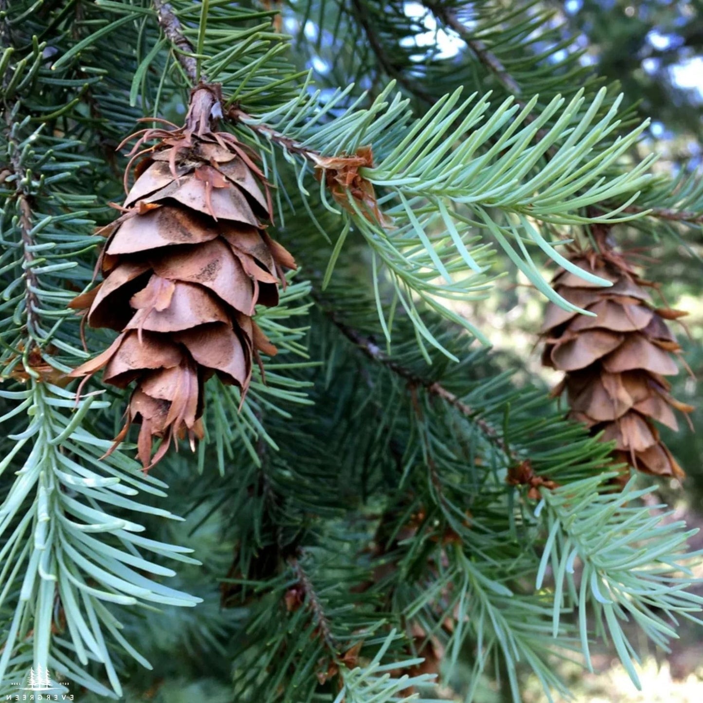 Blue Douglas Fir Seeds | 20+ Evergreen Tree Seeds | Pseudotsuga menziesii Conifer Seeds for Planting