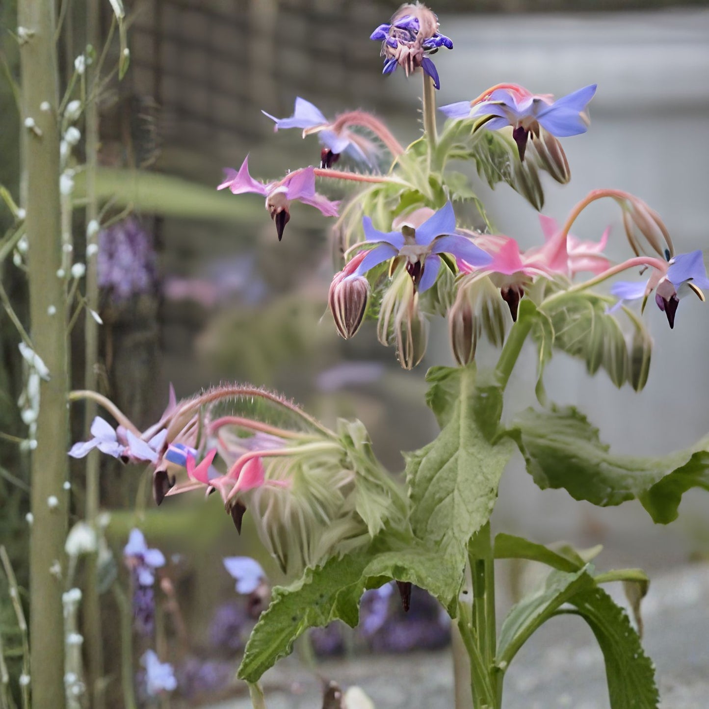 Borage Seeds 100+ Count - Star Flower Wildflower Seeds - Non-GMO Borago officinalis Live Plant or Cutting