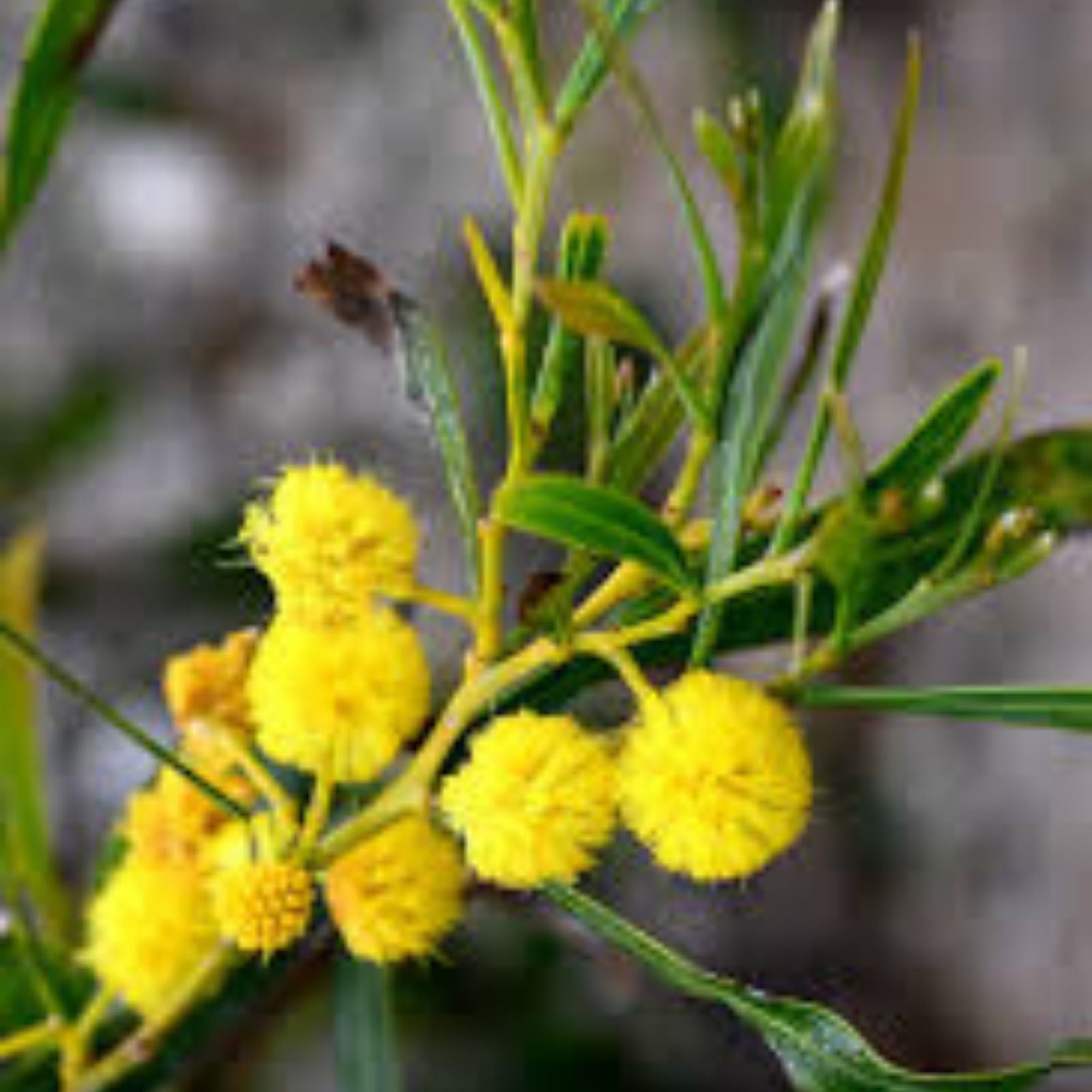 Acacia Saligna Seeds - 25 Orange Wattle Seeds - Australian Golden Wattle - Drought-Tolerant Native Plant Seeds