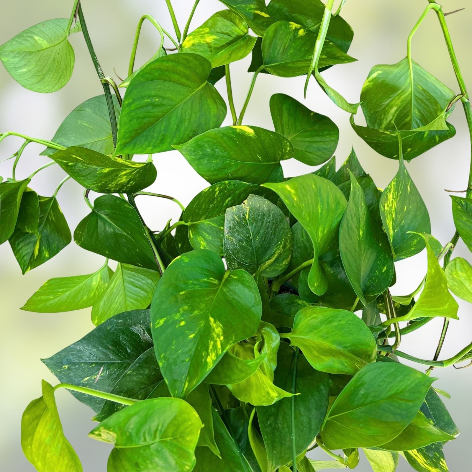 10 Rooted Pothos Cuttings - Green Indoor Plant - Epipremnum aureum - Easy Care Houseplant
