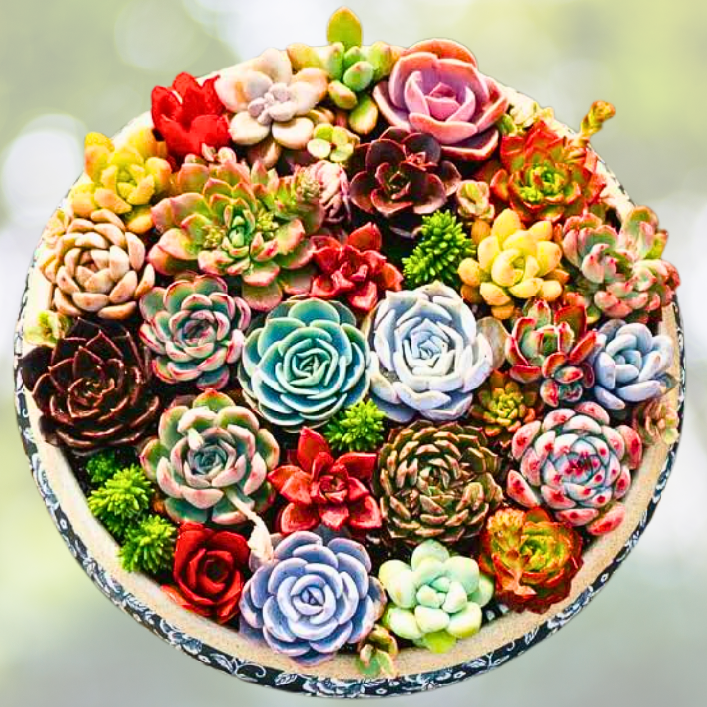200pcs Rare Mixed Succulent Seeds - Colorful Collection - Succulent Plants (Various Varieties)