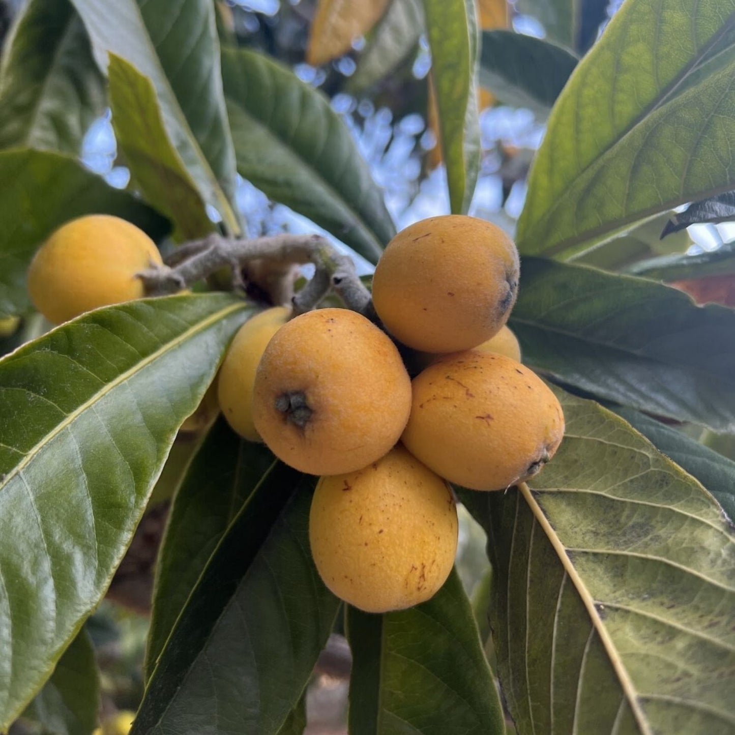 Large Airlayed Early Red Loquat Tree 12" Rooted Eriobotrya japonica with Strong Stem