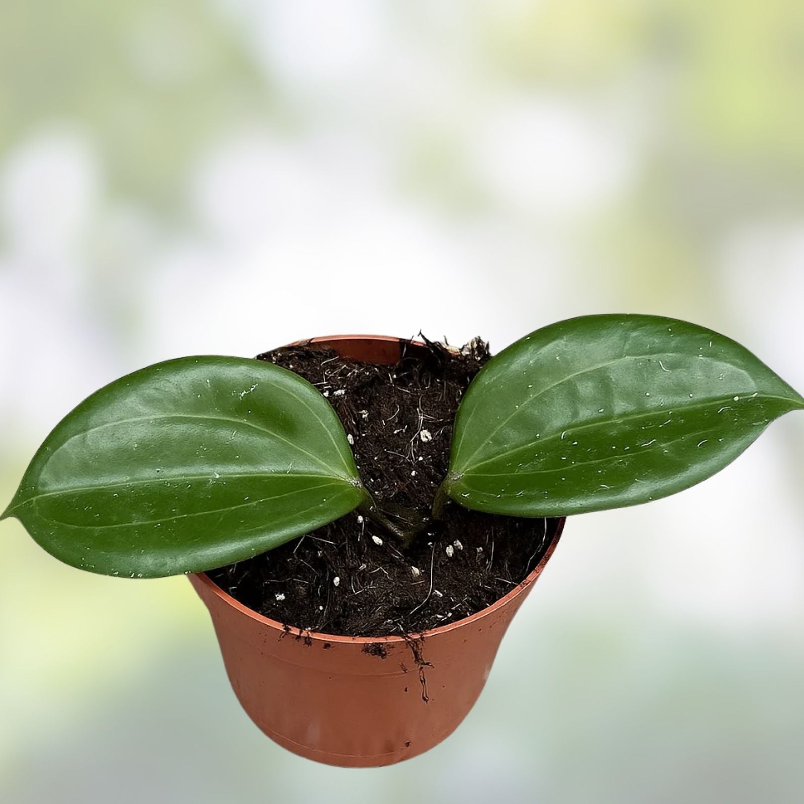 Rooted Hoya Quinquenervia Cutting - Sunstressed Hoya Plant for Houseplant Enthusiasts