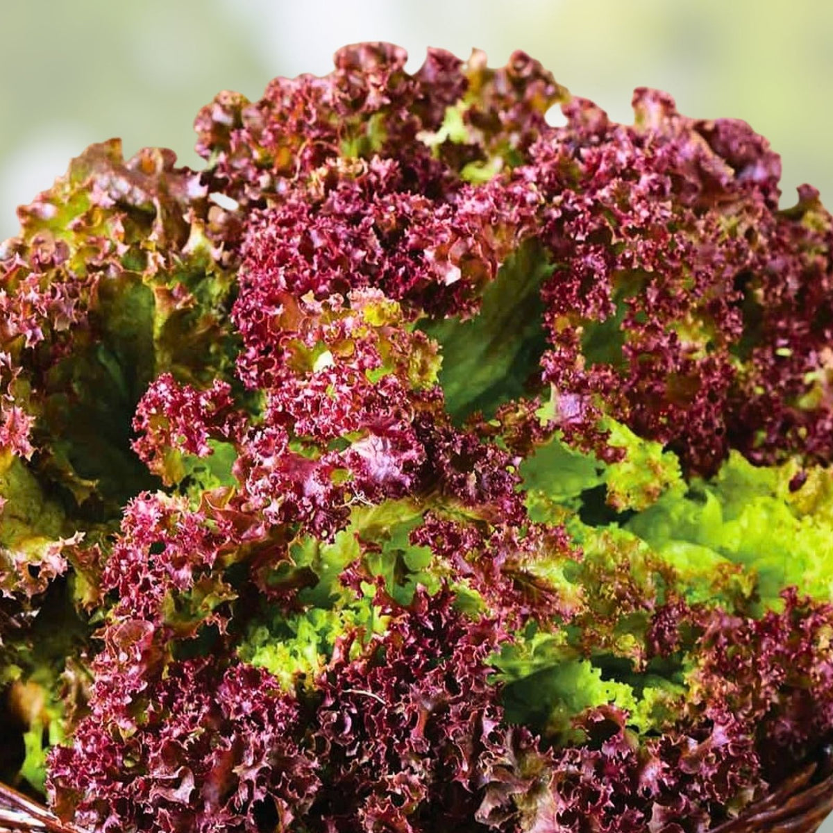 Red Leaf Lettuce Seeds, Lolla Rosa Heirloom, Non-GMO, 500 Seeds for Home Gardening and Organic Growing