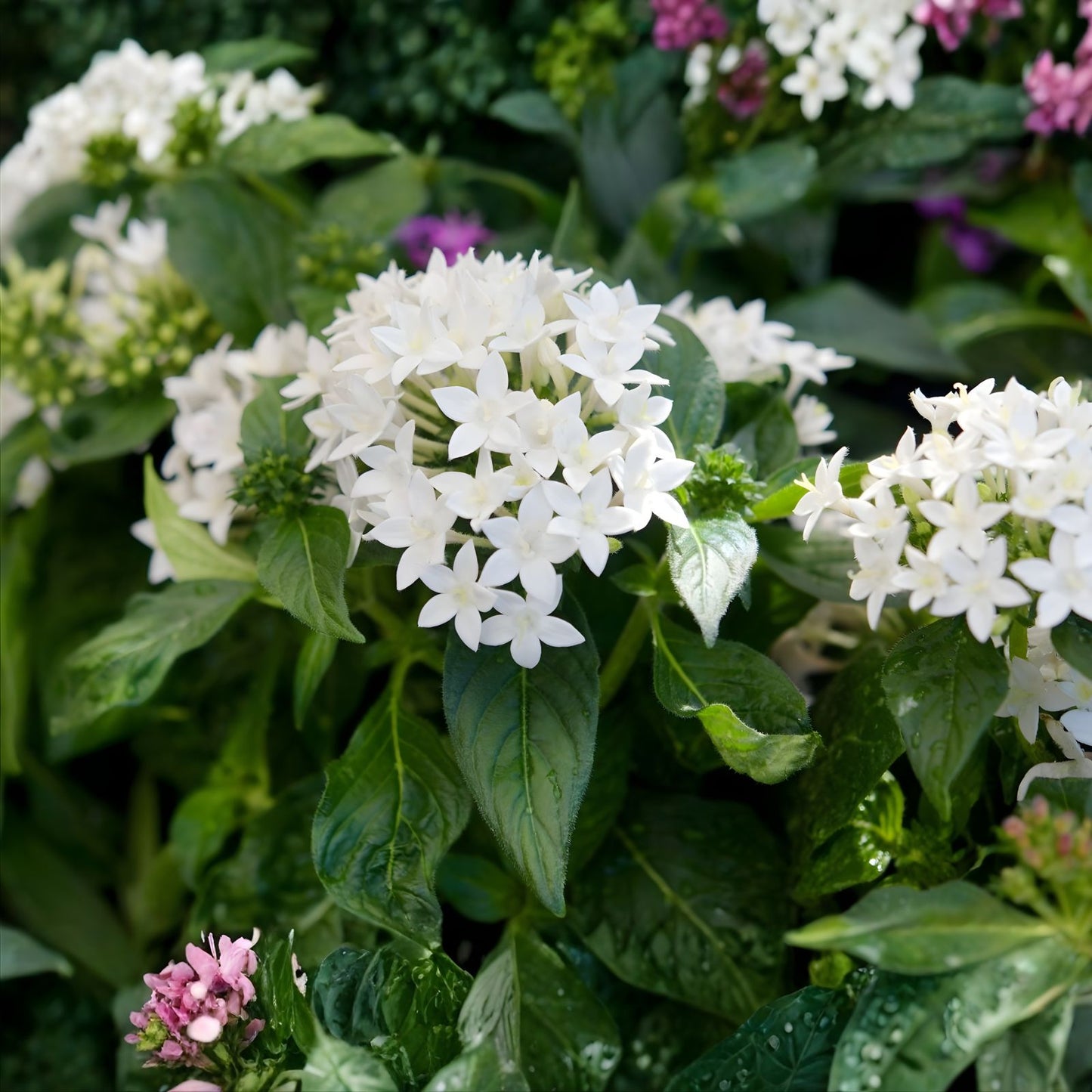 Pentas Seeds 500 Count Graffiti 20/20 White Flowering Plant Seeds for Garden - Pentas lanceolata