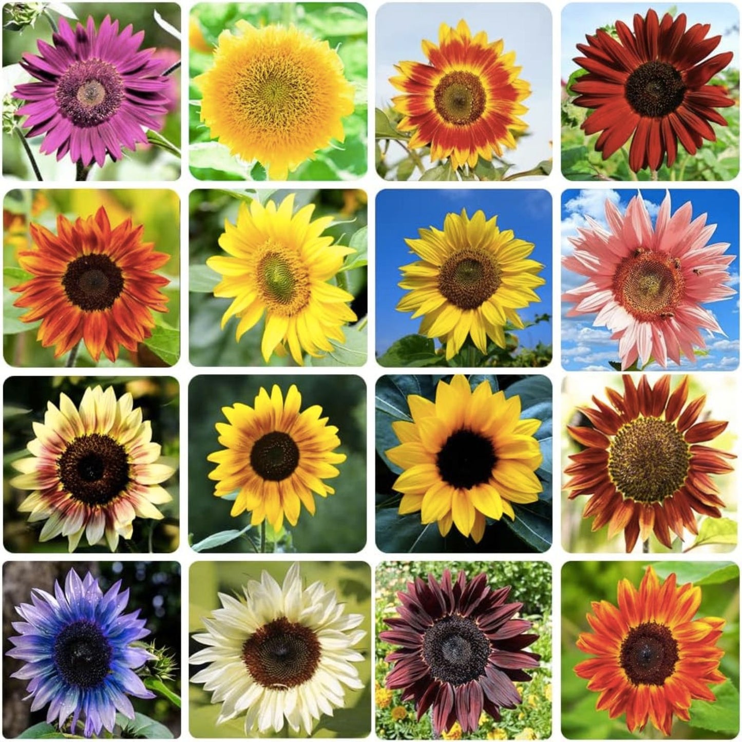 Sunflower Seeds for Planting  100+ Colorful Mix  Non GMO Helianthus annuus Flower Seeds  Live Plant, Cutting, or Bare Root