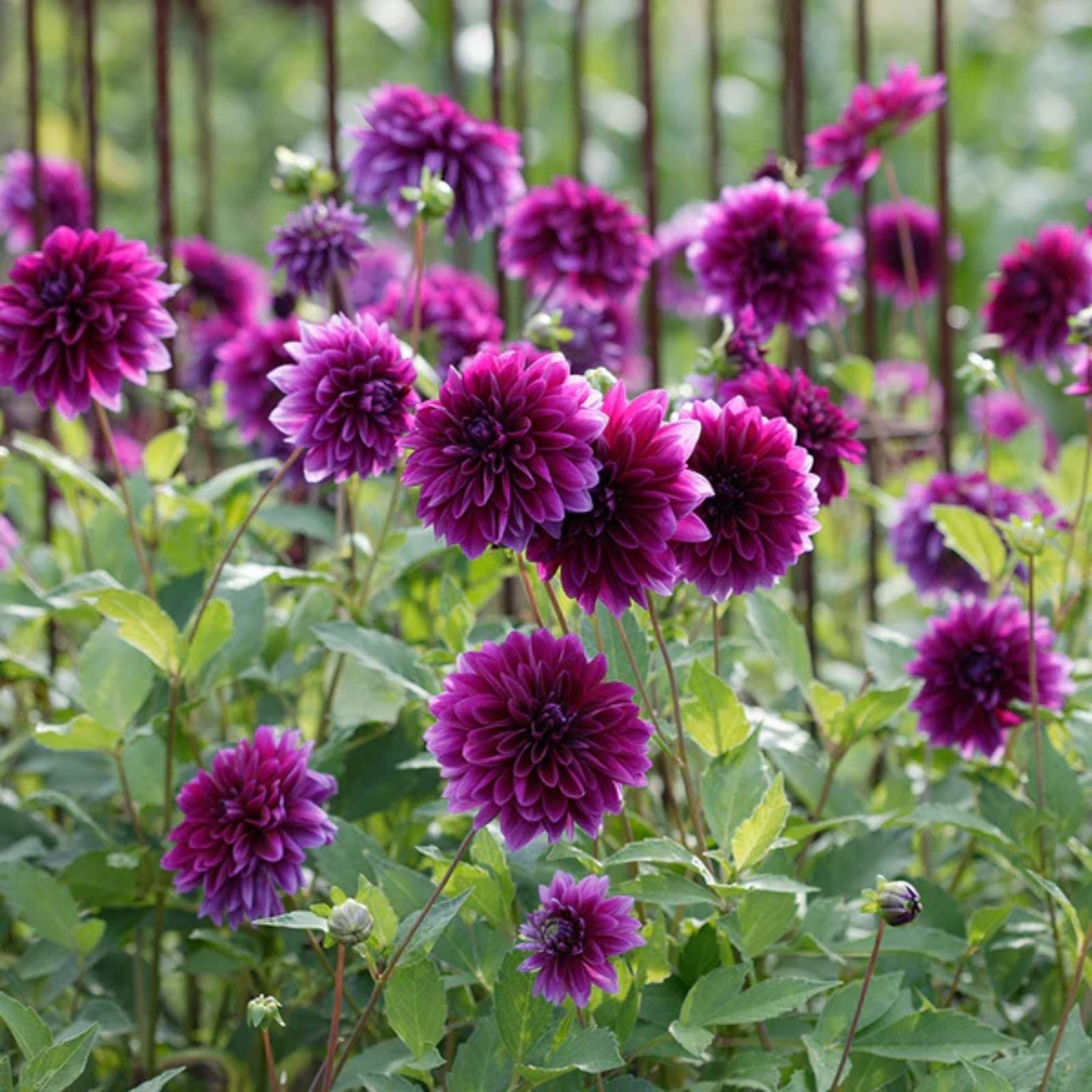 Dahlia Tuber Purple Thomas Edison Live Plant Bulb Deer Resistant Full Sun Zones 3-10