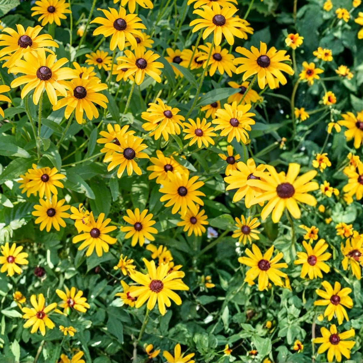 Blackberry Delight Rudbeckia Seeds 125+ Annual Flower Seeds Black-Eyed Susan Rudbeckia hirta