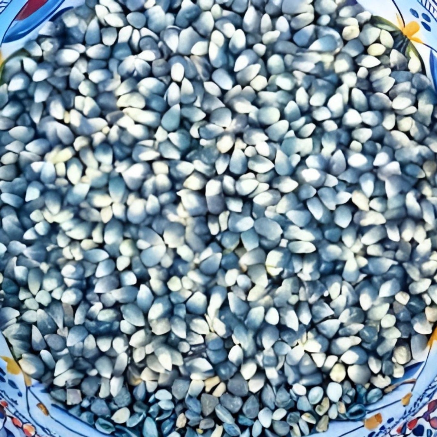 Miniature Blue Popcorn Seeds 25 Pack Heirloom Variety for Planting Zea mays everta