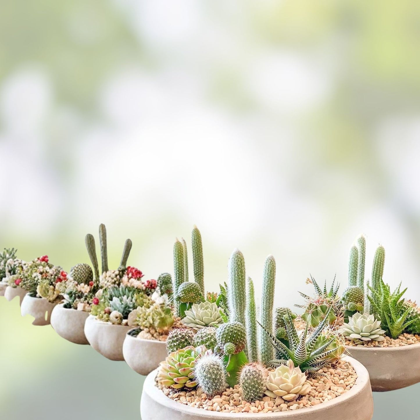Cactus Cutting - #18 Size - Unique Succulent Variety for Propagation, Home Decor, and Gardening
