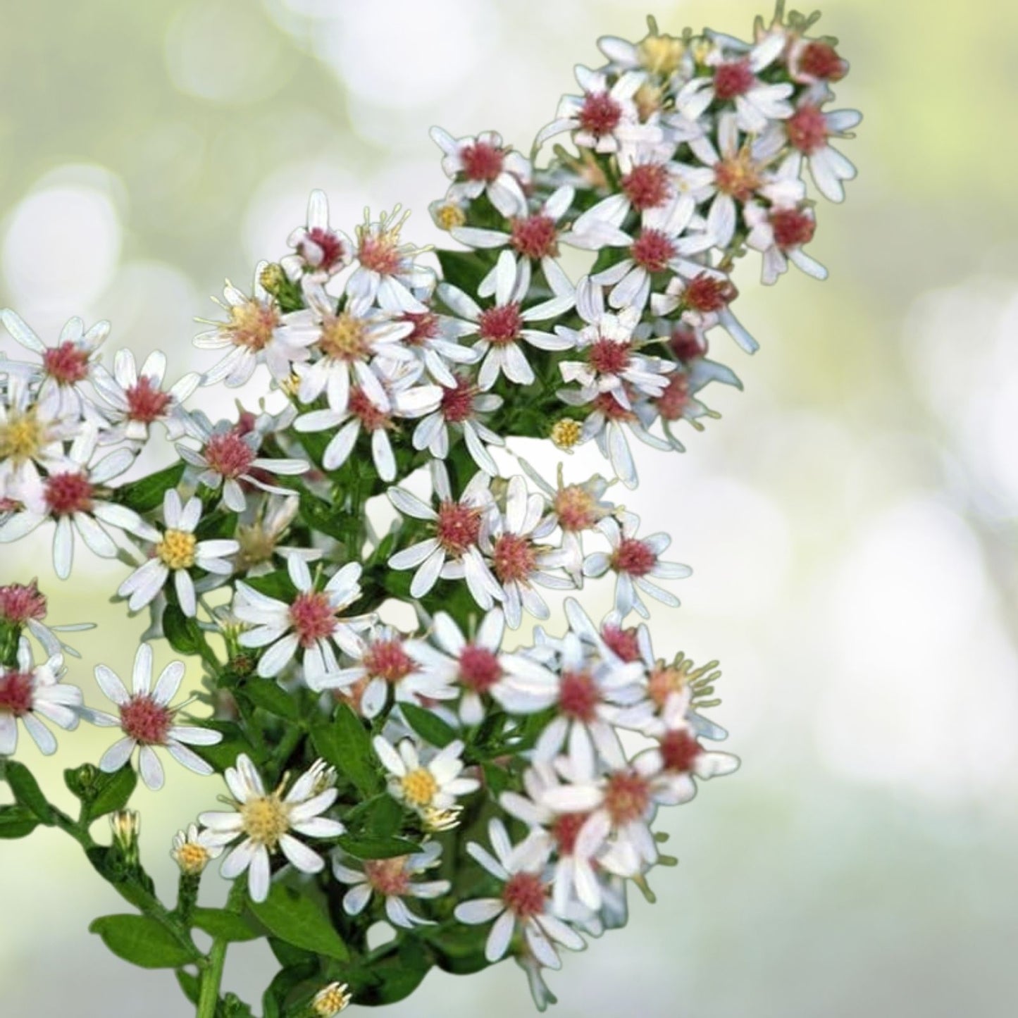 Calico Aster Seeds - 100+ Seeds - Symphyotrichum lateriflorum - Wildflower Garden Planting