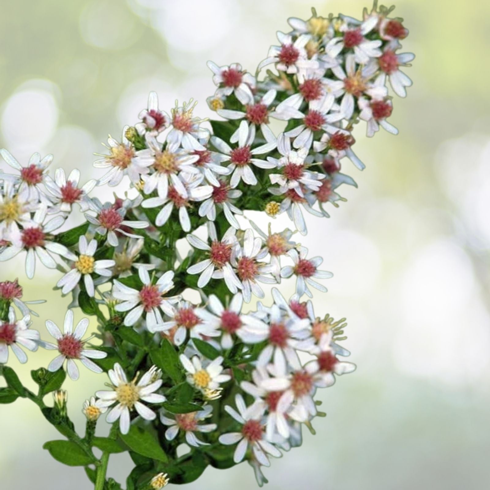 Calico Aster Seeds - 100+ Seeds - Symphyotrichum lateriflorum - Wildflower Garden Planting