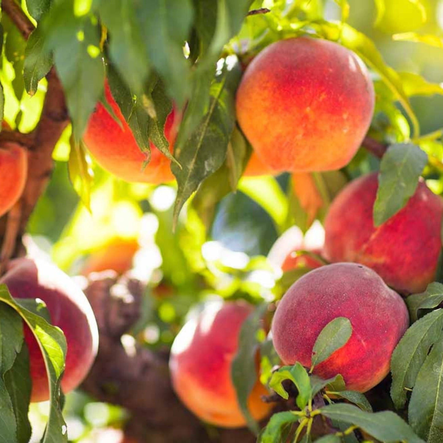 Live Peach Cuttings 6-inch Edible Fruit Prunus persica 7 Pack | Fruit Tree Propagation | Garden Planting