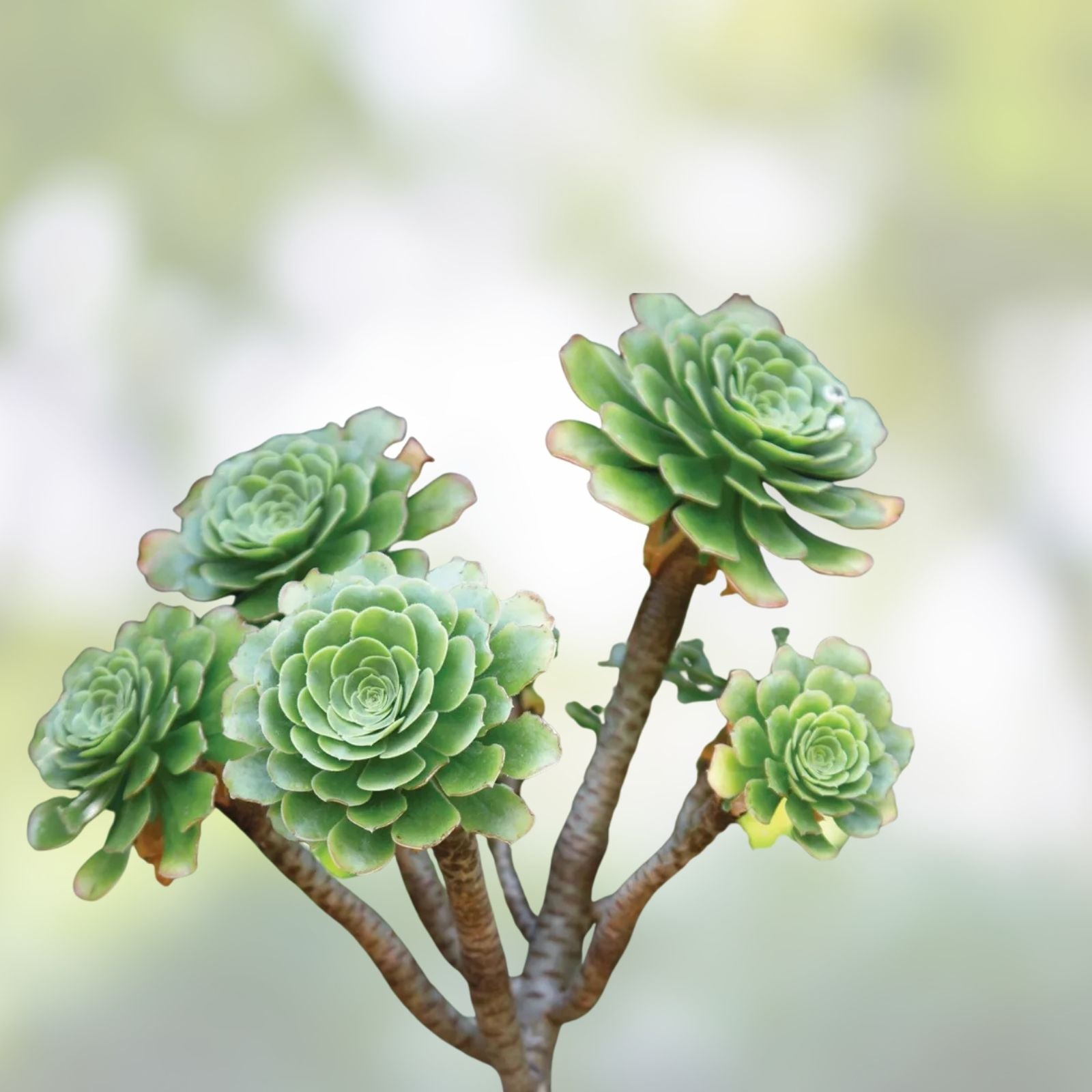 Aeonium Cutting Cluster Variety No Roots Succulent Plant Aeonium arboreum cv