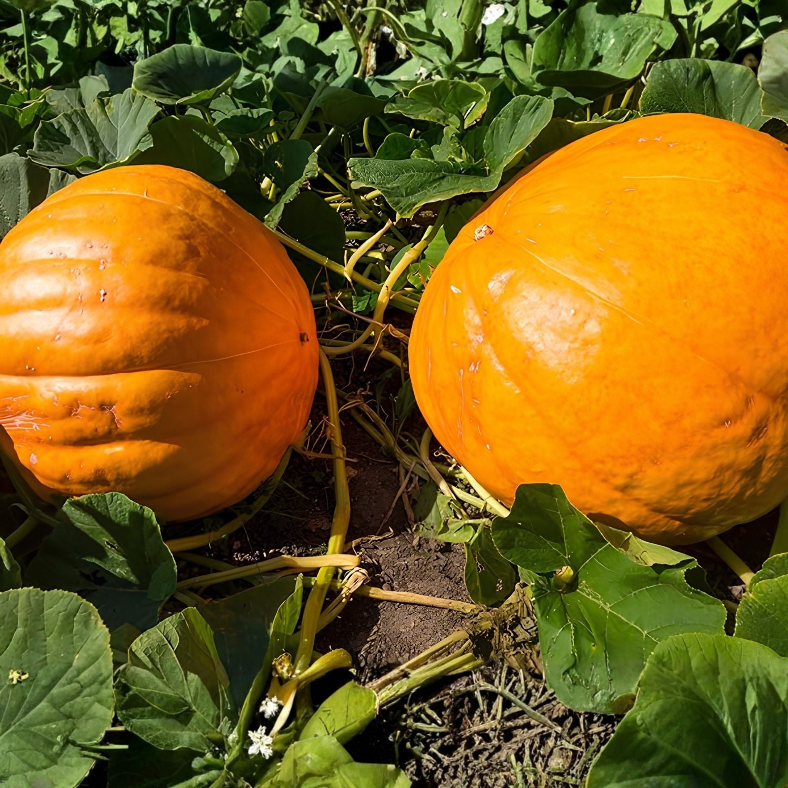 Atlantic Pumpkin Seeds 10 Pack Heirloom Variety Cucurbita pepo Organic Non-GMO Pumpkin Seeds
