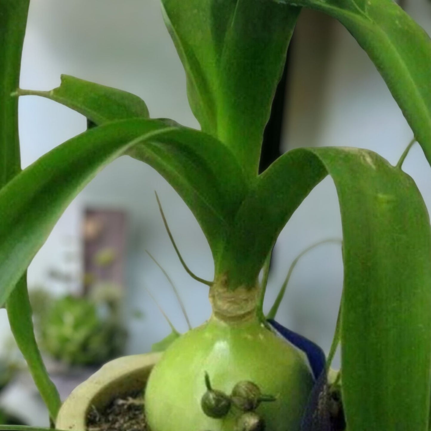 Succulent Plant 3" Albuca Bracteata Pregnant Onion Rooted House Plant Ornithogalum Caudatum