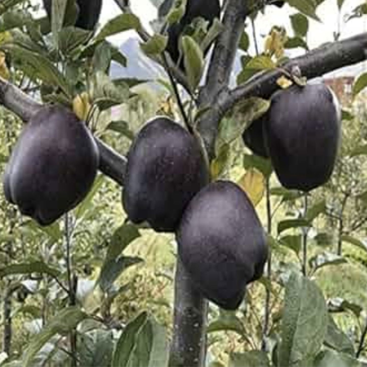 Black Diamond Apple Cutting for Rooting or Grafting, Rare Malus domestica Variety