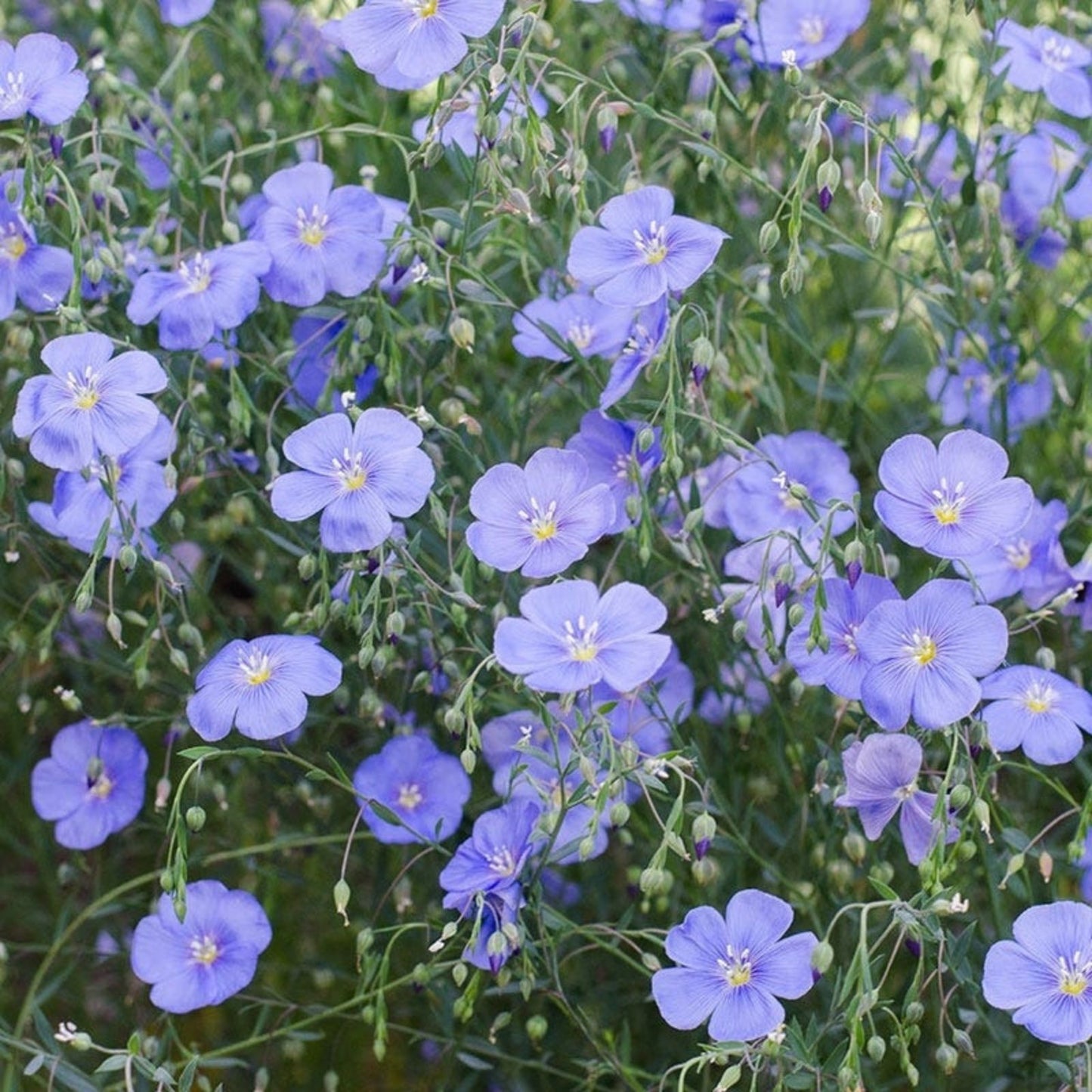 Blue Flax Seed Pack – 100+ Seeds for Garden, Wildflower, Native Plant, Linum lewisii with Striking Blue Flowers