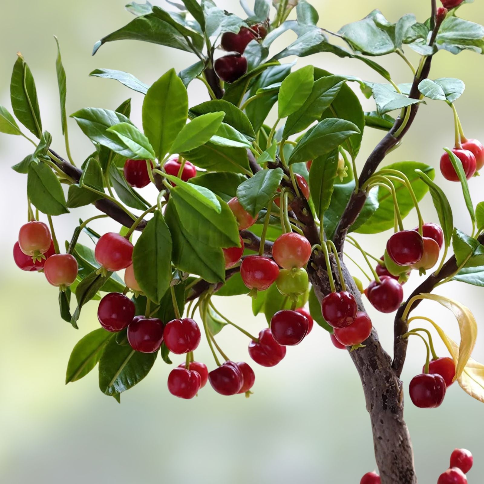 30 Bonsai Dwarf Cherry Tree Seeds | Indoor Outdoor Fruit Tree | Prunus serrulata | USA Grown