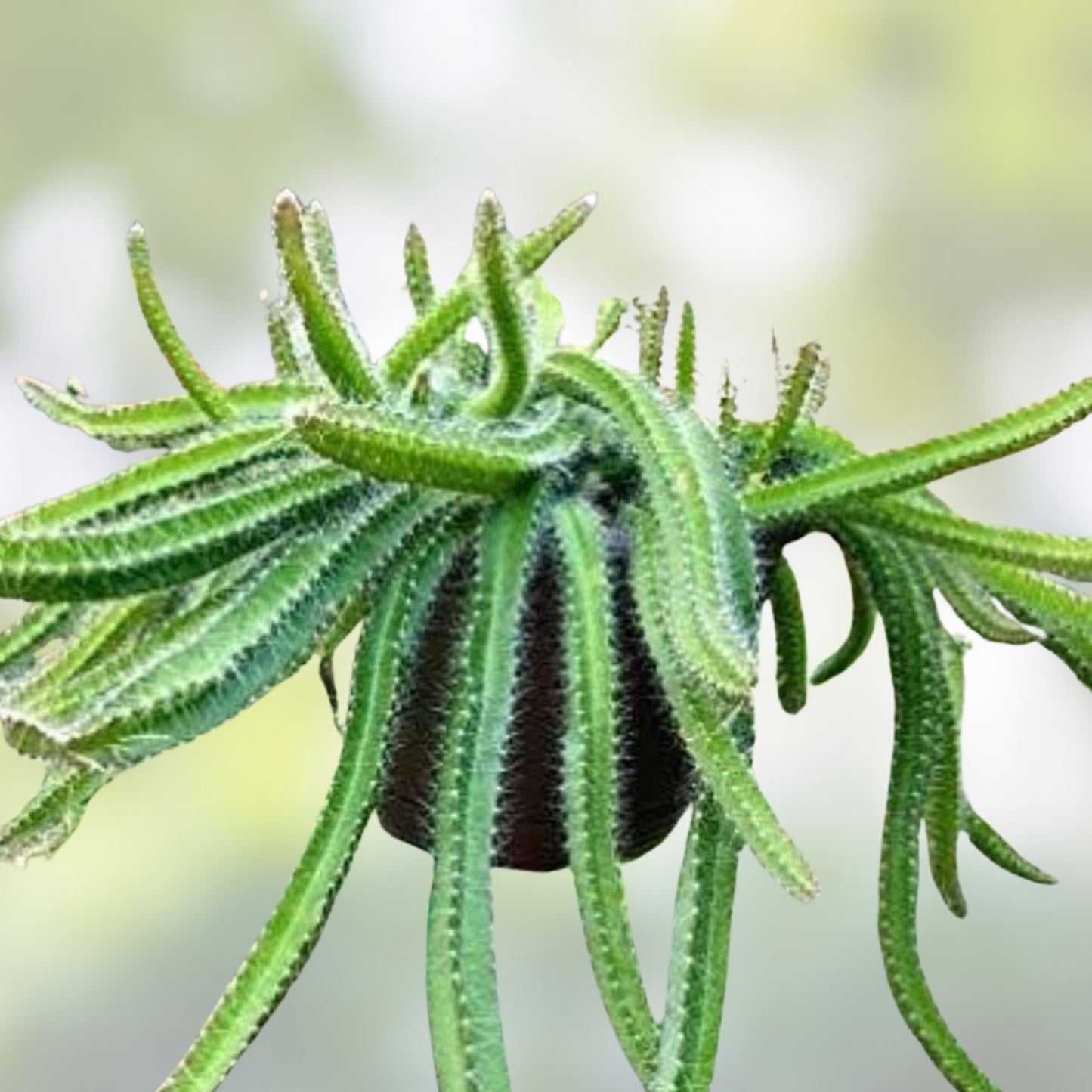 Medusa Dog Tail Cactus Cuttings 5 Unrooted Cola de Perro Succulent Plant for Home Decor Selenicereus