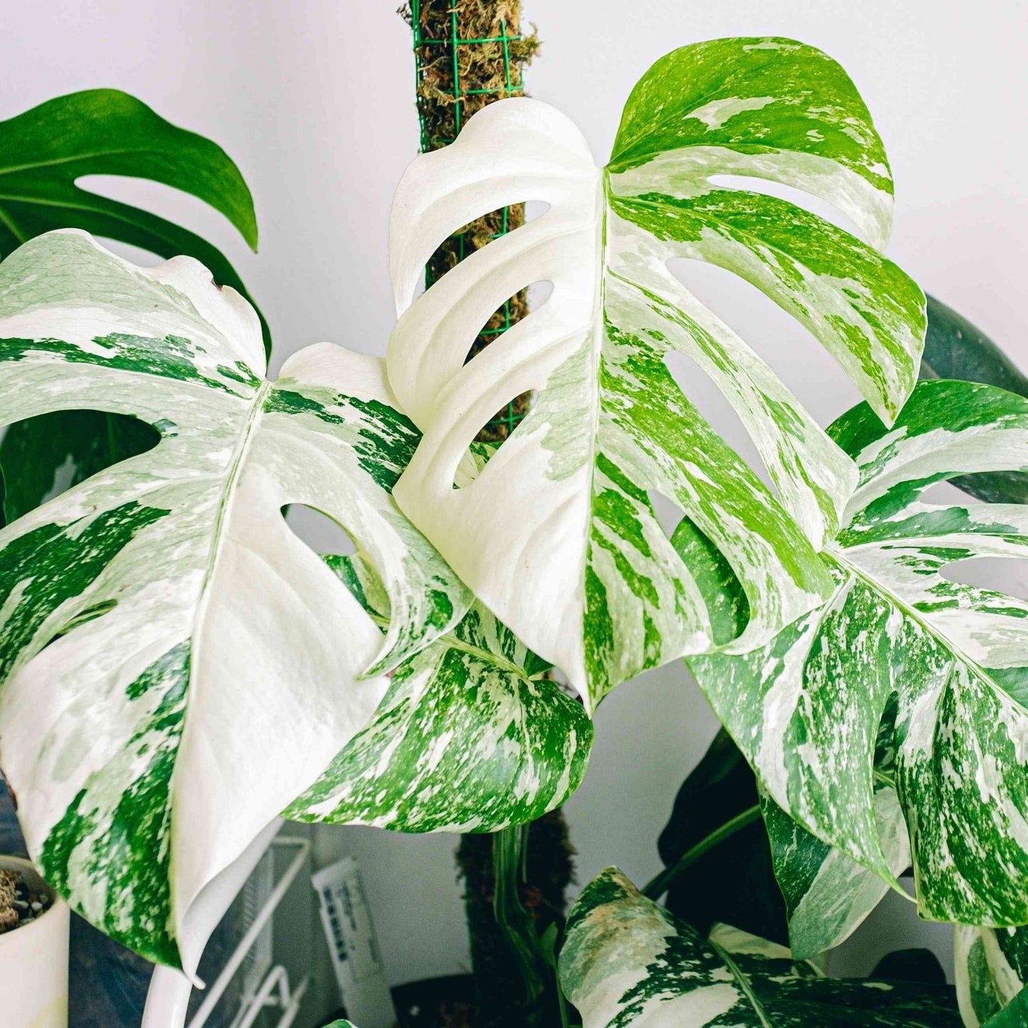Monstera Albo Borsigiana Cutting – Rare Low Variegation Houseplant – Unique Indoor Plant – Monstera deliciosa