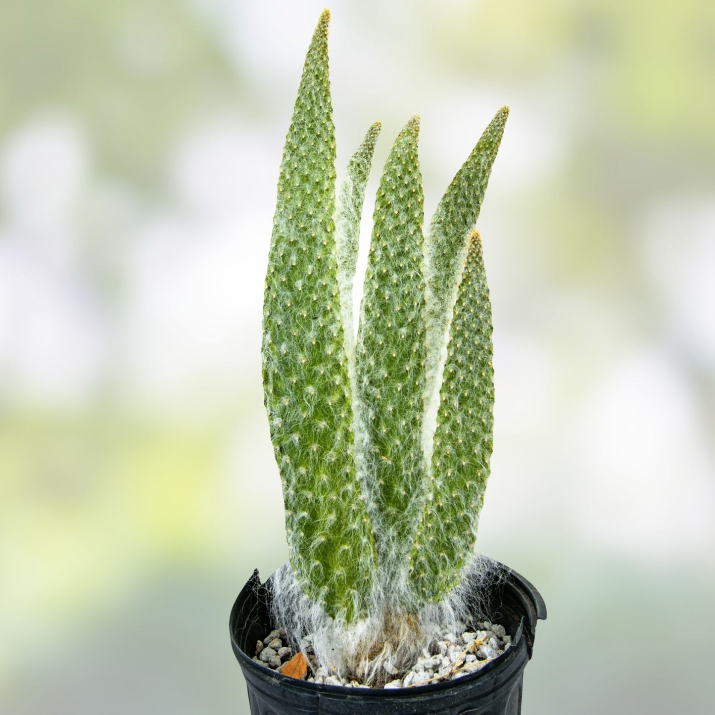 Opuntia 'Snow' Cactus - Thick Soft White Hair - Snow White, Hairy Roger - Indoor Decor Plant