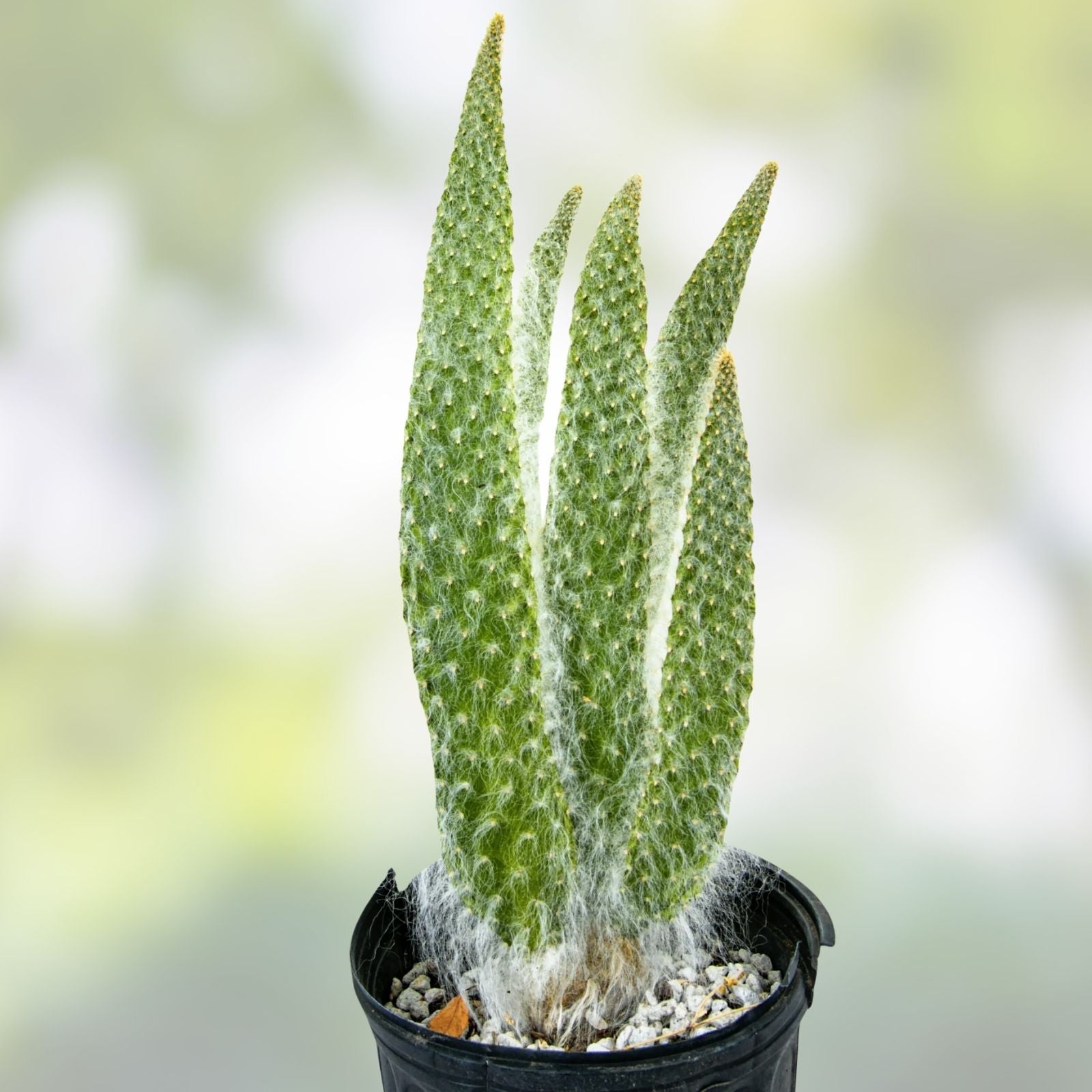 Opuntia 'Snow' Cactus - Thick Soft White Hair - Snow White, Hairy Roger - Indoor Decor Plant
