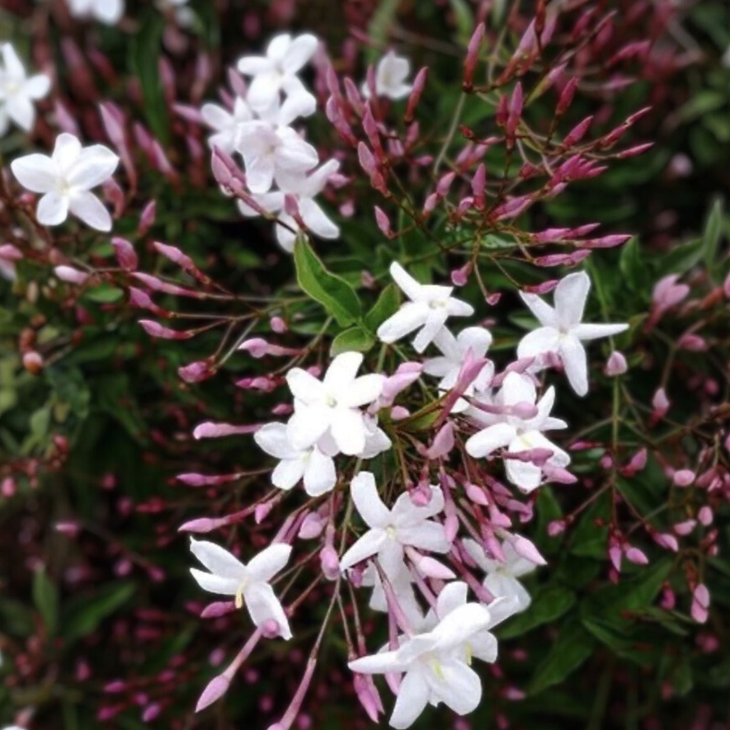 Pink Star Jasmine Cuttings - 5 Fragrant Garden Plant Starts - Trachelospermum jasminoides - Decorative Climbing Plants