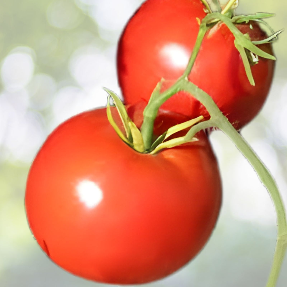 Tomato Seeds 40+ Count Box Car Willie Variety Solanum lycopersicum Vegetable Gardening Seed