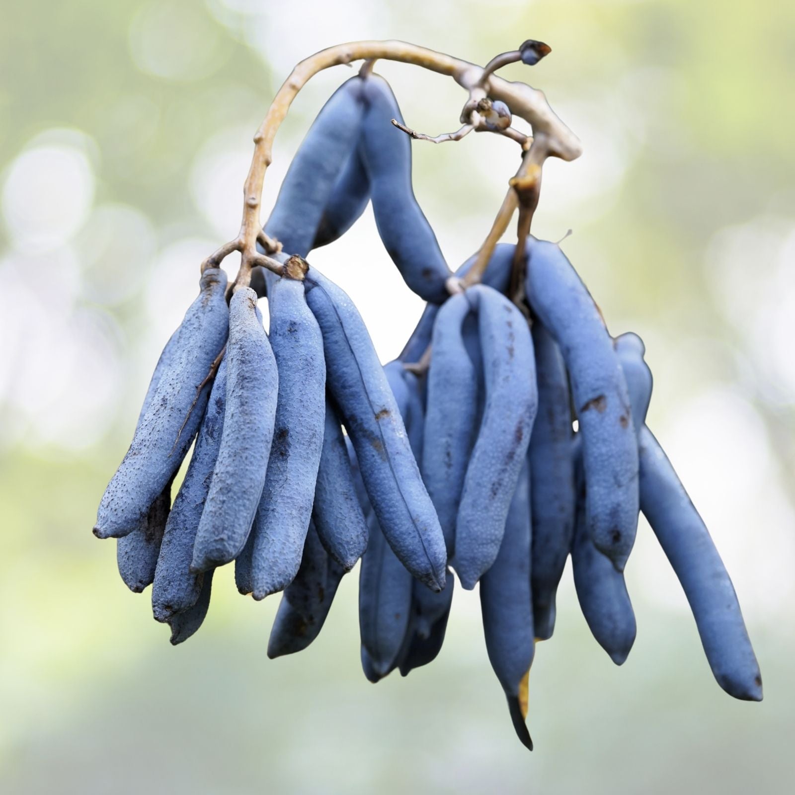 Blue Sausage Fruit Seeds - Organic Decaisnea fargesii - 10 Seeds for Planting