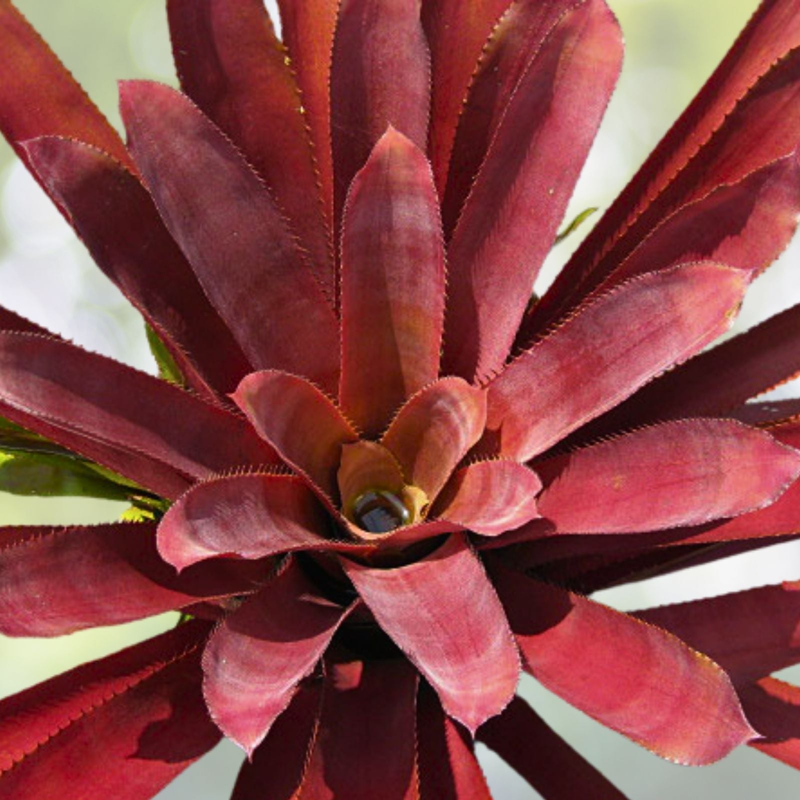 Bromeliad Plant 8" Pot Aechmea Hacienda Tropical Indoor Houseplant Colorful Foliage Easy Care