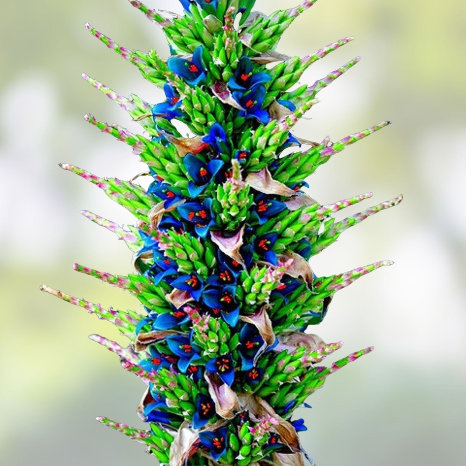 Sapphire Tower Seeds 10 Pack for Planting, Rare Exotic Bonsai, Puya alpestris, Succulent, Ornamental Plant