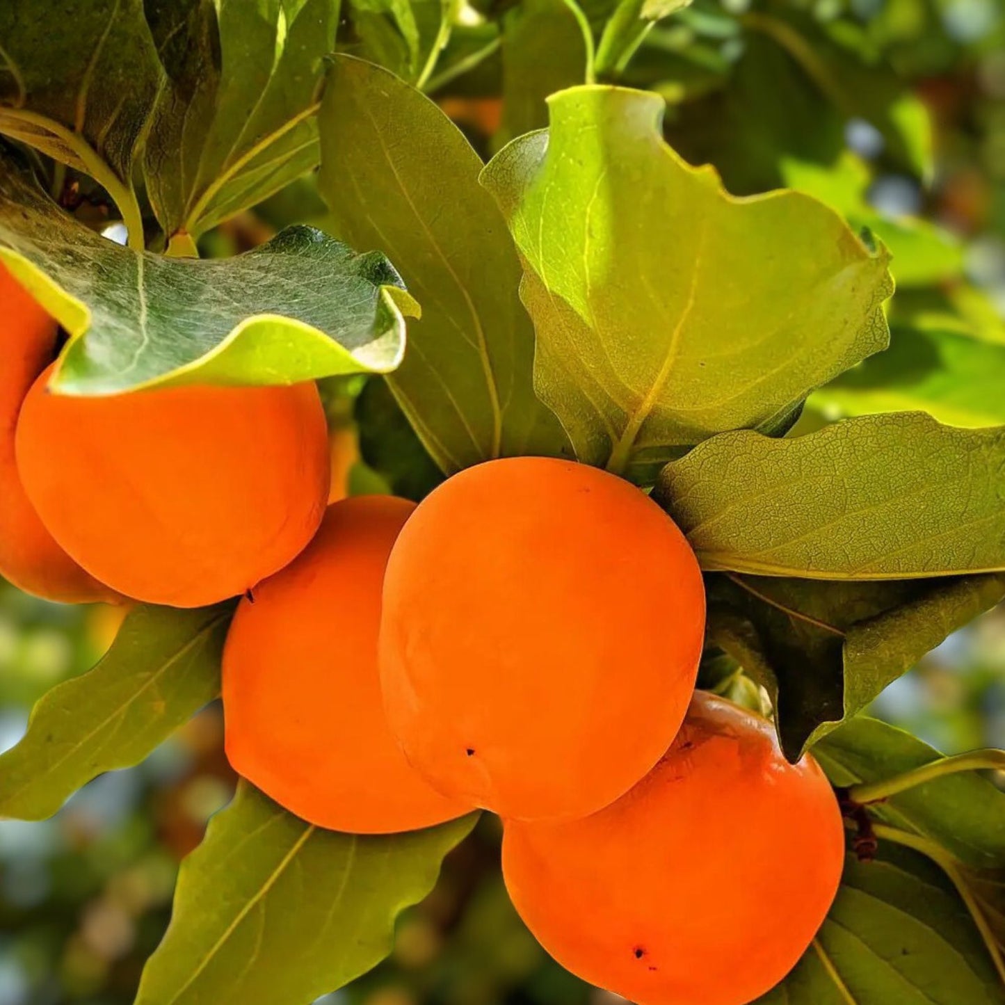 Live American Persimmon Tree 12-24in Diospyros virginiana Bare Root - Deciduous Fruit Tree with Sweet Tangy Fruit