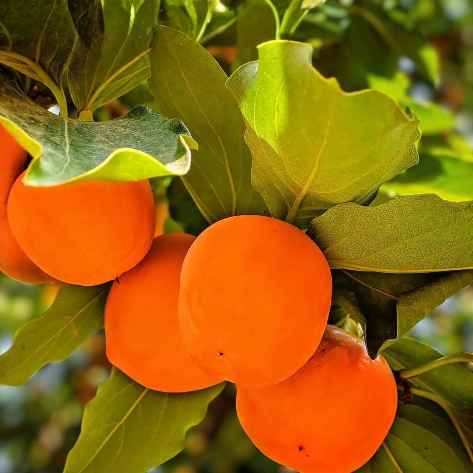 Live American Persimmon Tree 12-24in Diospyros virginiana Bare Root - Deciduous Fruit Tree with Sweet Tangy Fruit