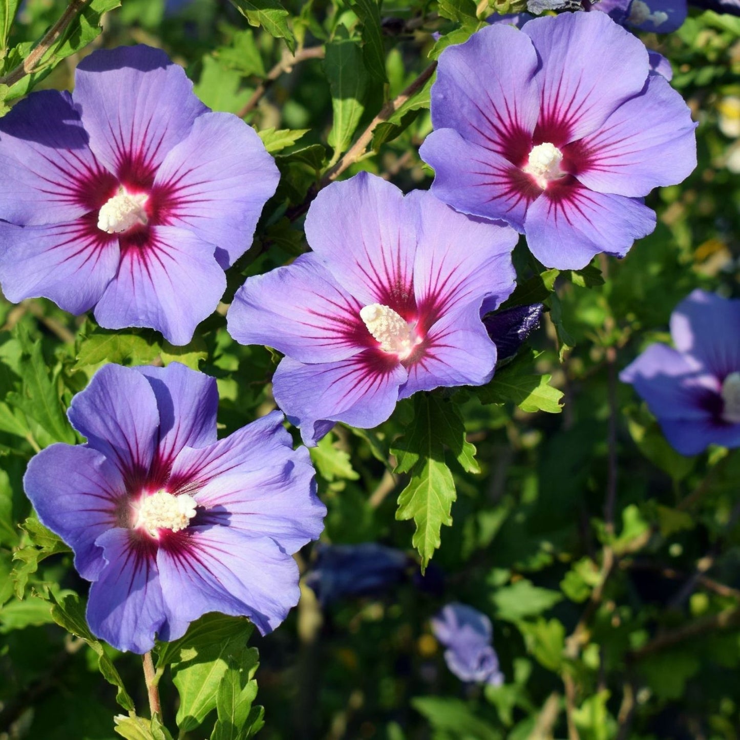 20 Rose of Sharon Hibiscus Syriacus Flowering Bush Cuttings for Rooting, Hardy Garden Plant Propagation