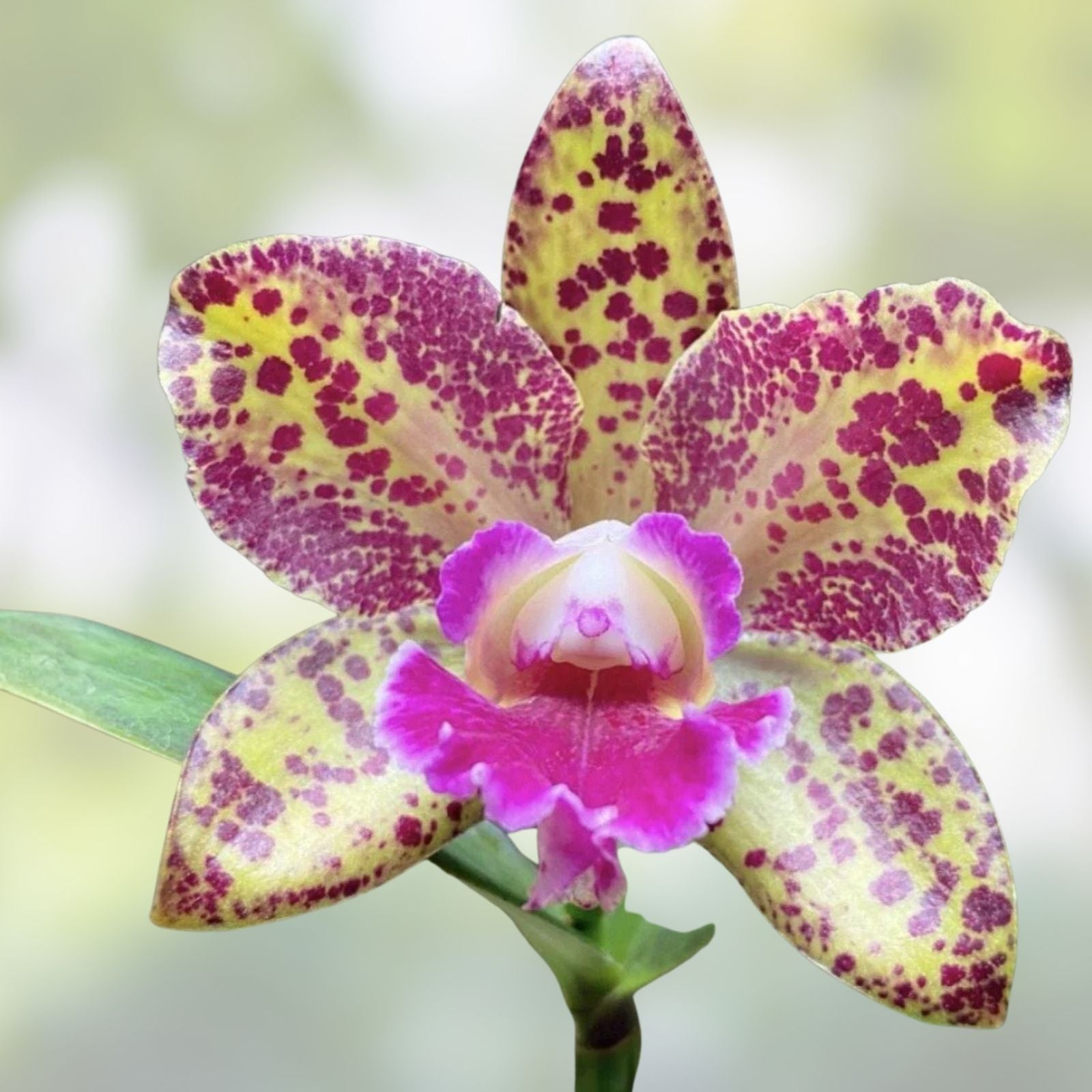Cattleya Orchid Plant Blooming Size BLC Waianae Leopard 'Ching-Hua' Colorful Flowers