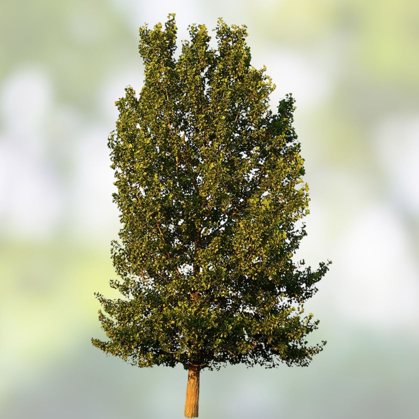 Hybrid Poplar Trees 2 Pack - Fast Growing for Privacy, Shade, Landscaping - Populus deltoides x nigra