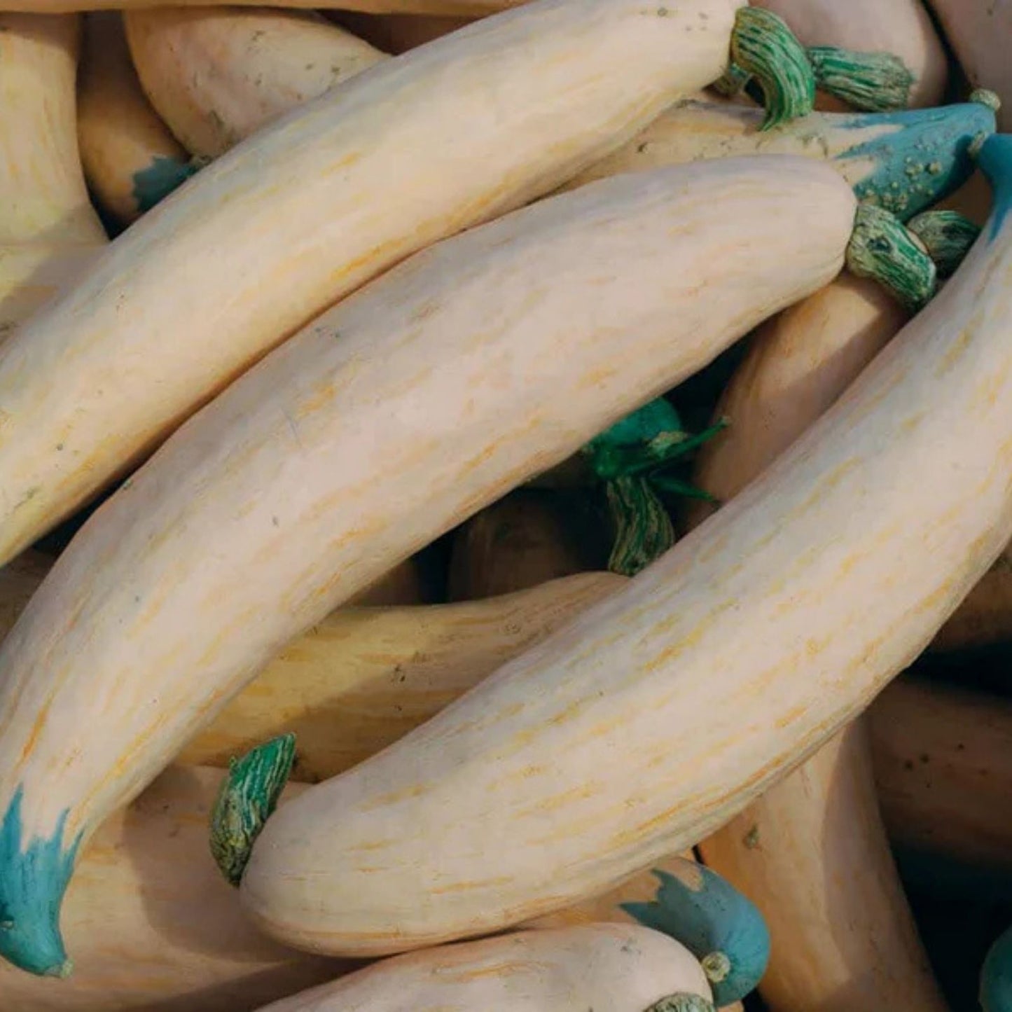 North Georgia Candy Roaster Seeds - 10 Heirloom Cucurbita maxima Pumpkin Seeds for Planting