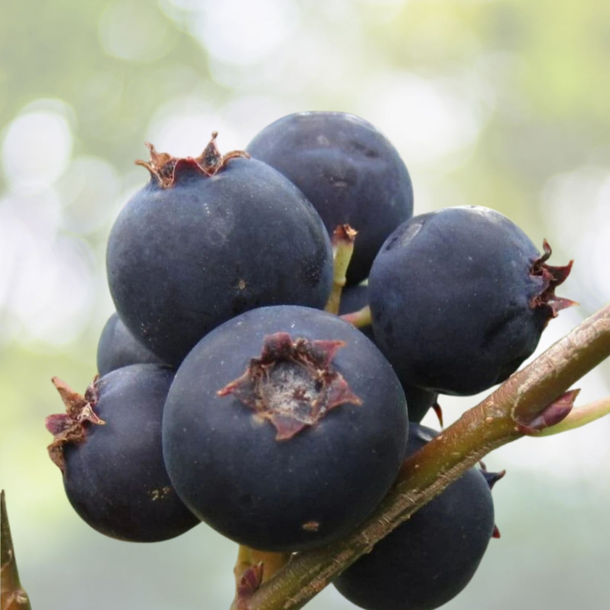 Serviceberry Plant - Jennybelle - Edible - Amelanchier obovalis - Zones 5-8 - Self-pollinating