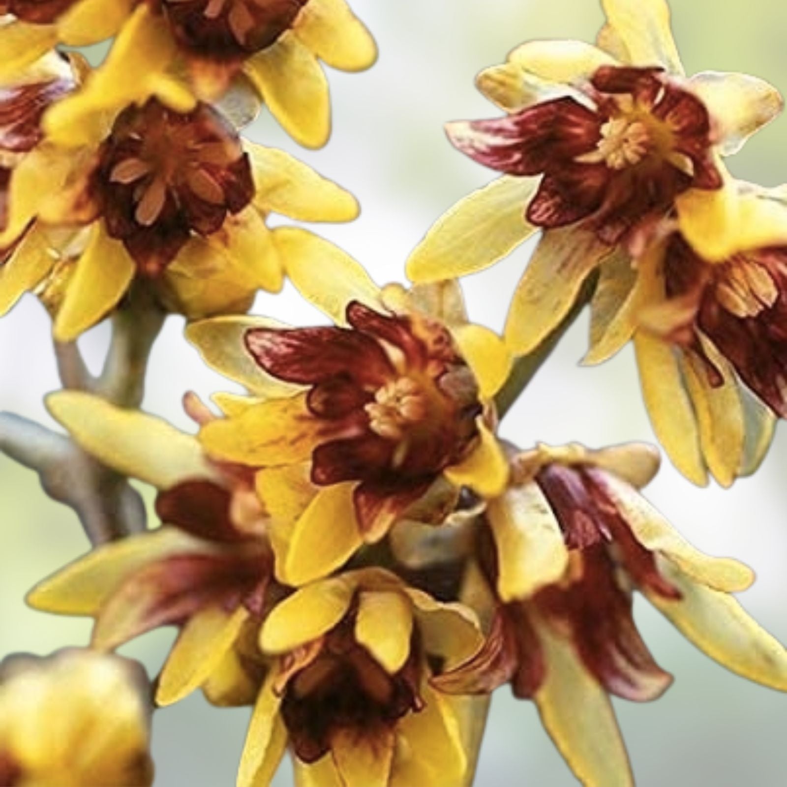 Wintersweet Seeds 10 Pack Chimonanthus praecox Fragrant Yellow Flowers Hardy Perennial Plant Seeds