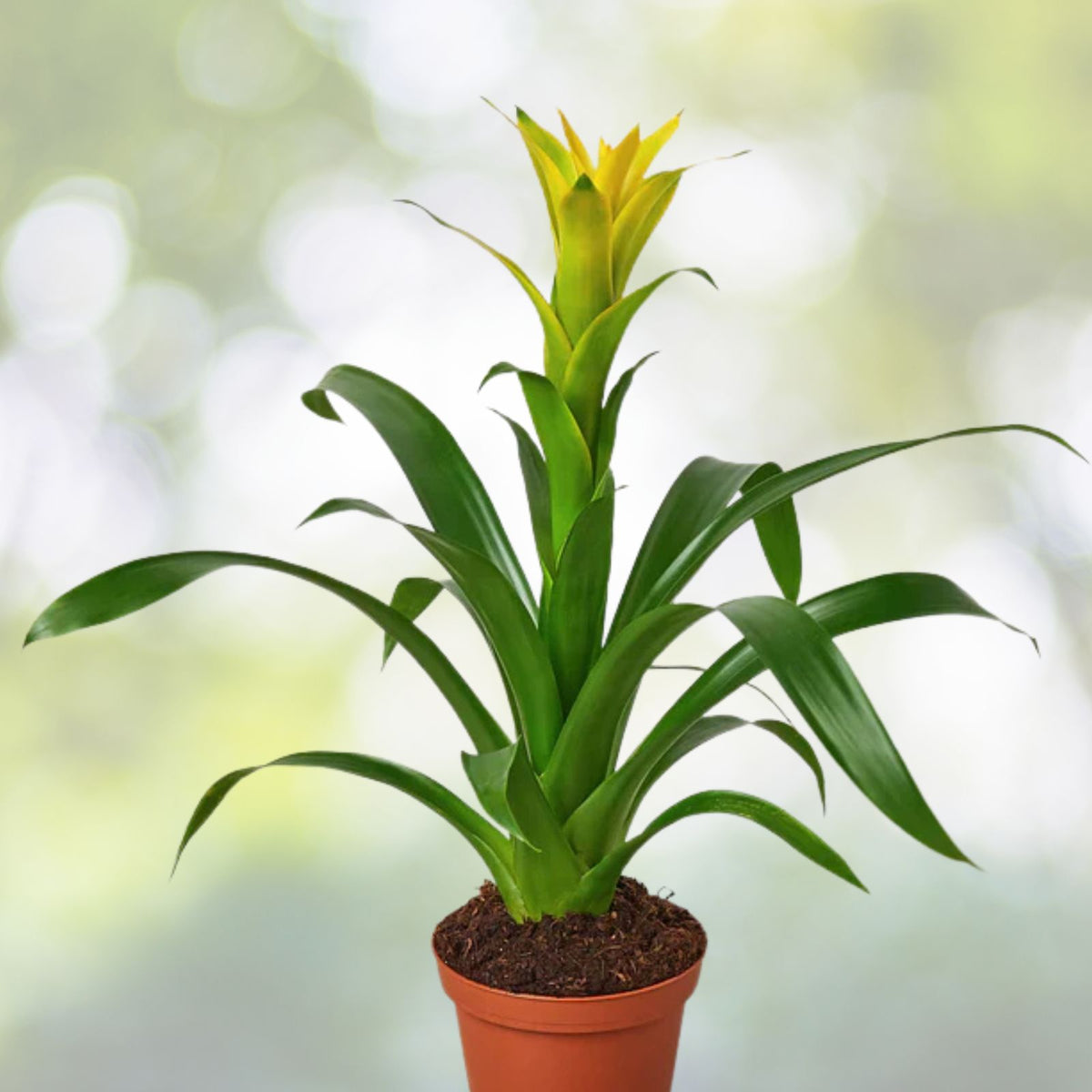 Bromeliad Plant 4" Pot Neoregelia 'Margaret' Tropical Indoor Houseplant - Vibrant Green Foliage - Ideal for Home Décor