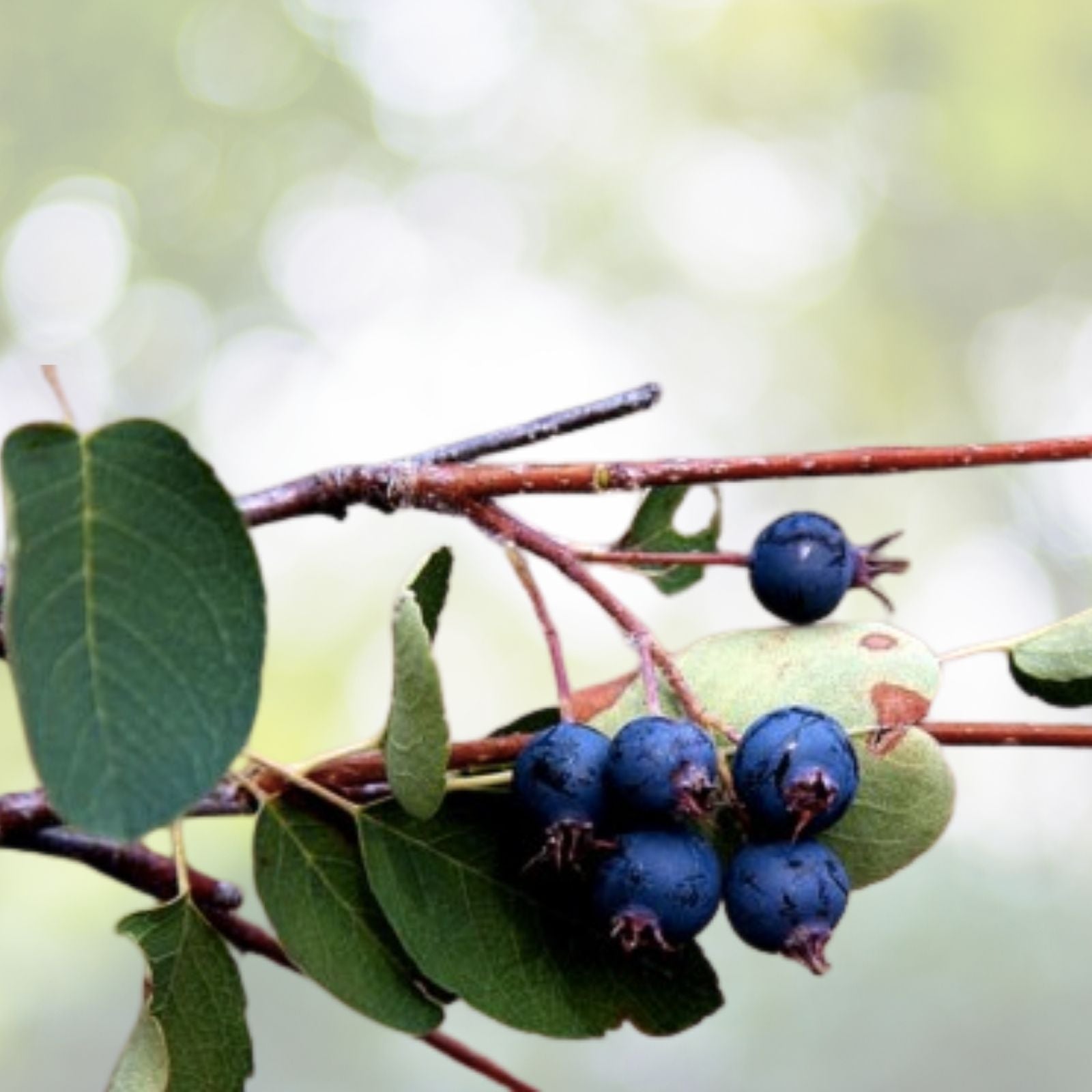 Snowy Serviceberry Seeds - Amelanchier ovalis Fruiting Shrub - 20 Seeds for Planting, Edible Berries, Free Shipping