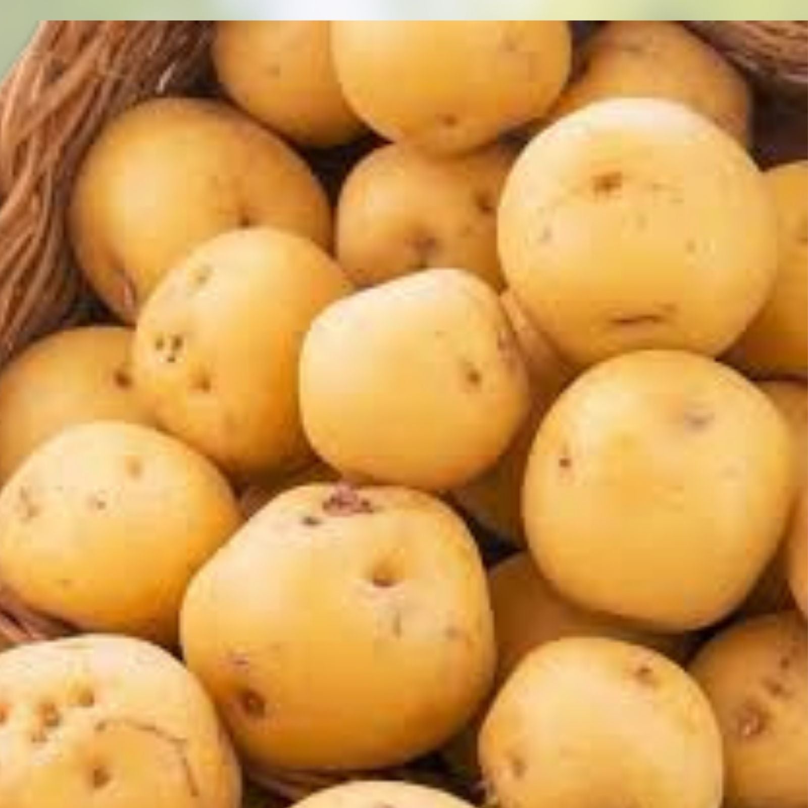 Kennebec Seed Potatoes for Planting – High Yield, Medium Size, White Skin, Solanum tuberosum
