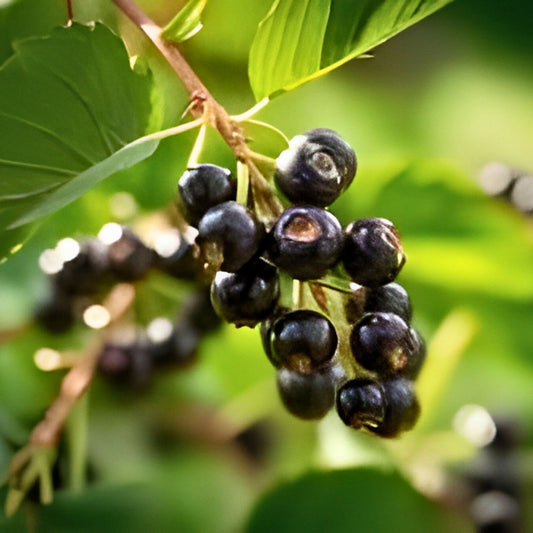 Farkleberry Tree Seedling - Rare Edible Shrub - Vaccinium arboreum - Drought Tolerant Live Plant for Zones 6-9