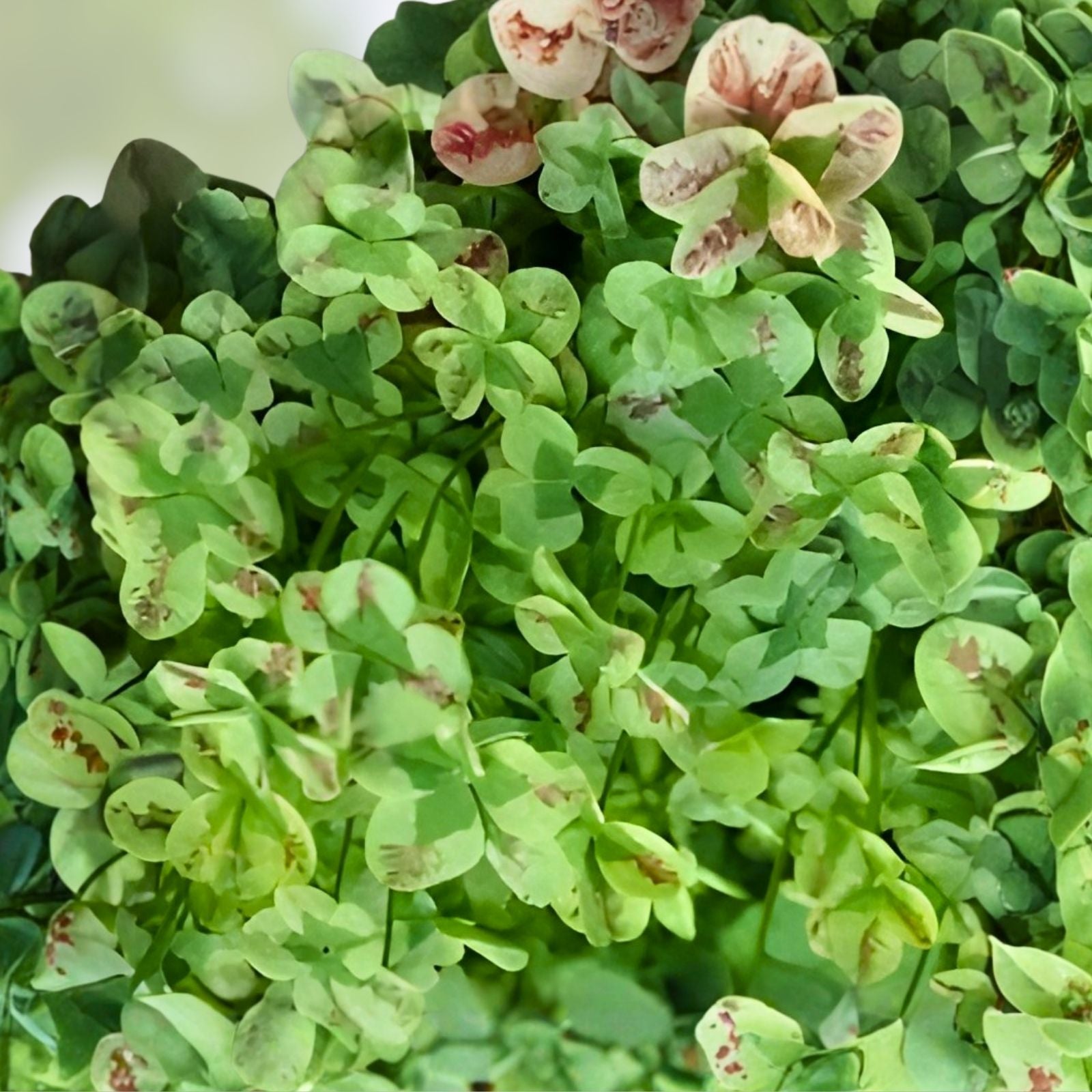Live Starter Plant - 4" Trifolium '4 Luck Coco Mint' Burgundy Green Foliage Ground Cover - Trifolium repens, Zones 4-10