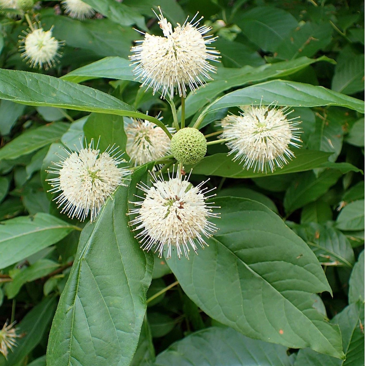 Buttonbush Cuttings 12" Fresh Live Plant Cephalanthus occidentalis Native Wetland Plant for Garden and Wetlands