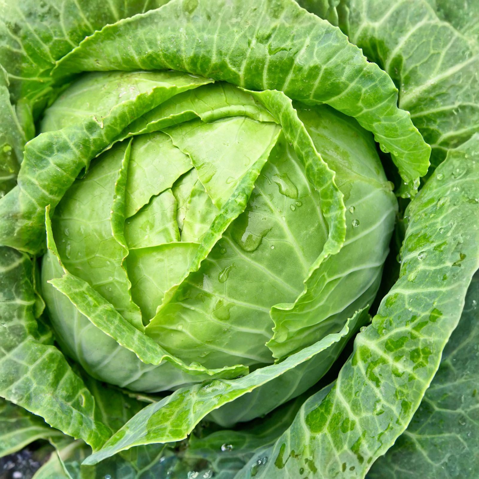 Cabbage Seeds 500 Non-GMO Heirloom Golden Acre Variety Brassica oleracea for Gardening, Vegetables, Organic Farming
