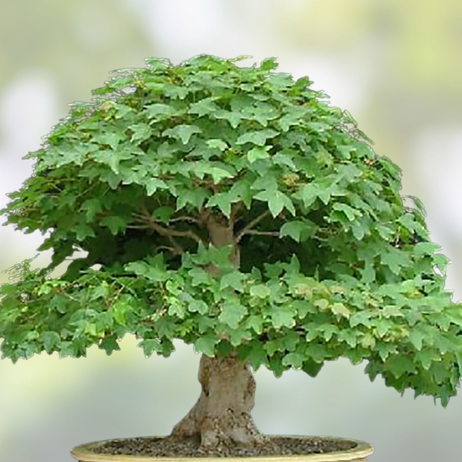 Trident Maple Bonsai Tree Seeds 20 Pack Acer buergerianum Indoor Outdoor Drought Tolerant Gardening Supplies