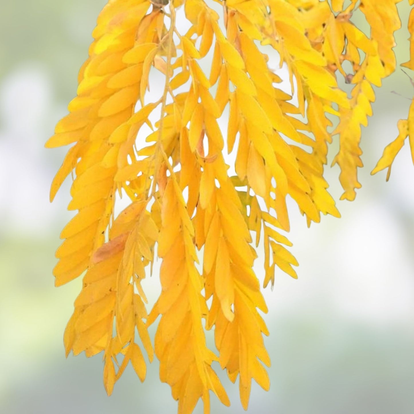 Thornless Honeylocust Seeds 10 Pack – Gleditsia triacanthos inermis – Drought Tolerant Tree Seeds for Landscaping